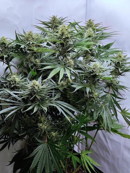 Seasone 2- Hella Jelly. Week 10