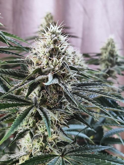 Seasone 2- Hella Jelly. Week 10