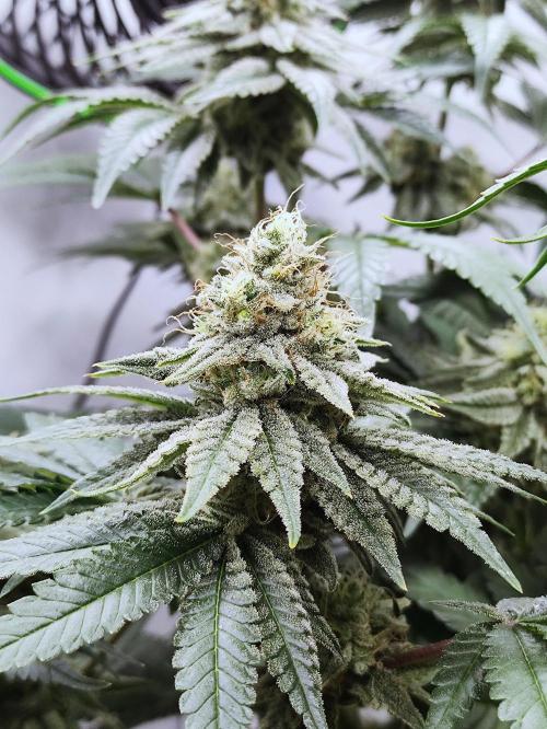Seasone 2- Hella Jelly. Week 10