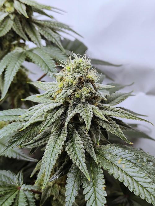 Seasone 2- Hella Jelly. Week 10