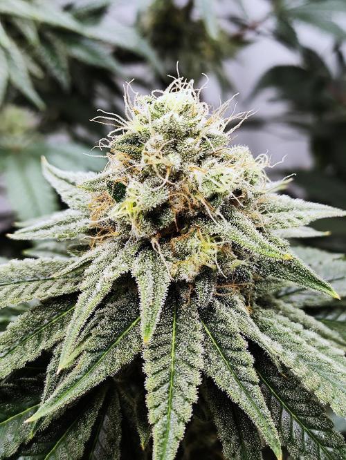 Seasone 2- Hella Jelly. Week 10