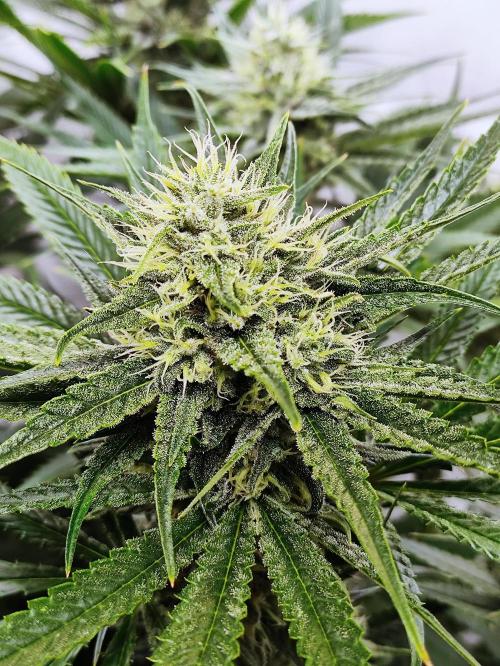 Seasone 2- Hella Jelly. Week 10
