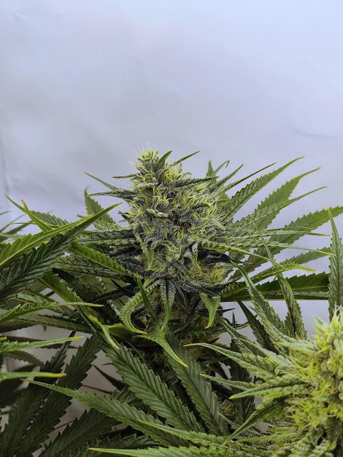 Seasone 2- Hella Jelly. Week 10