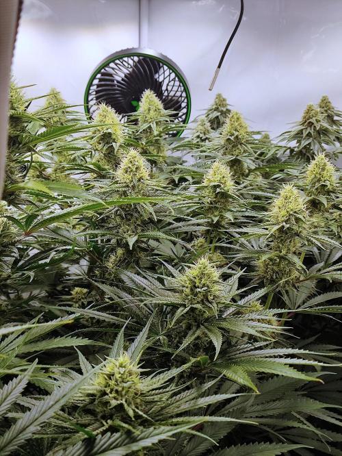 Seasone 2- Hella Jelly. Week 10