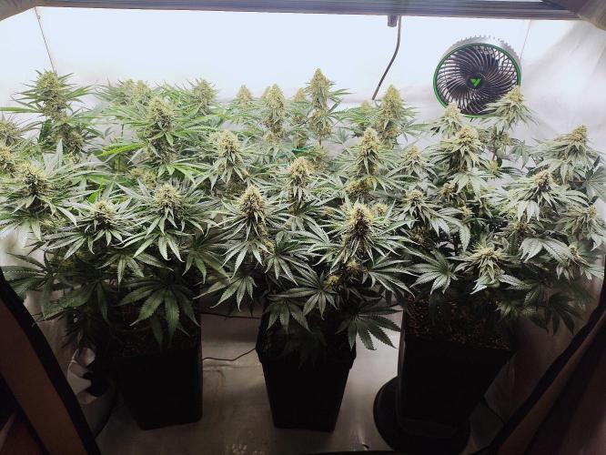Seasone 2- Hella Jelly. Week 11