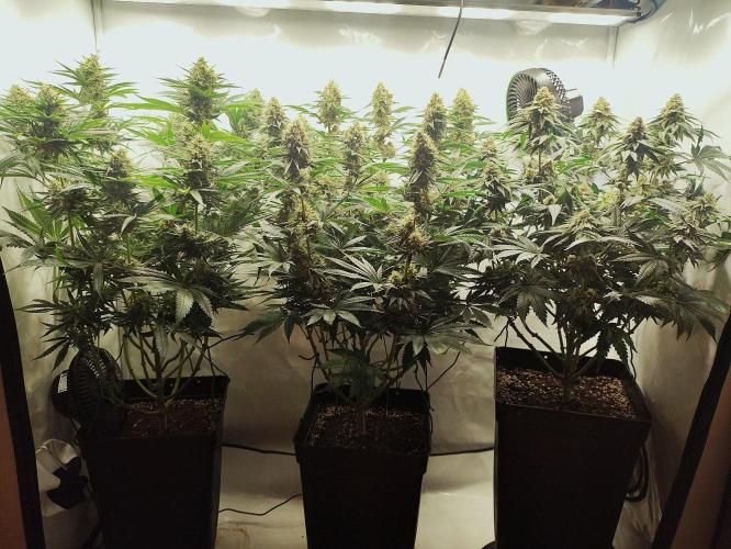 Seasone 2- Hella Jelly. Week 11