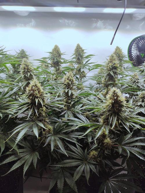 Seasone 2- Hella Jelly. Week 11