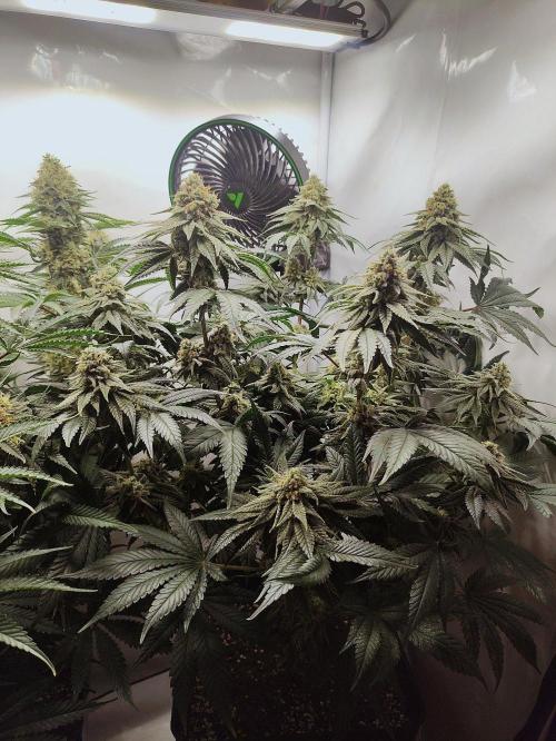 Seasone 2- Hella Jelly. Week 11