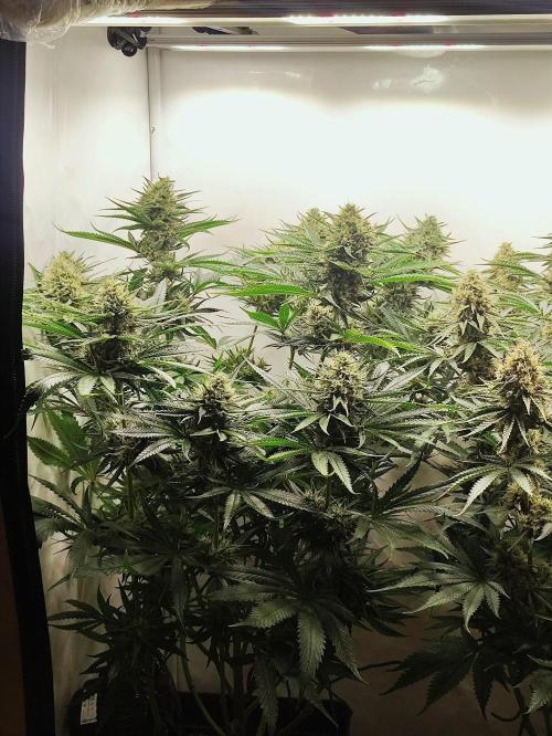 Seasone 2- Hella Jelly. Week 11
