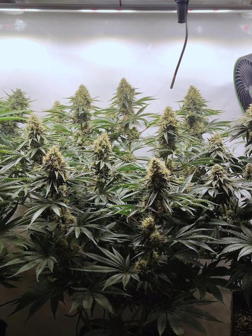 Seasone 2- Hella Jelly. Week 11