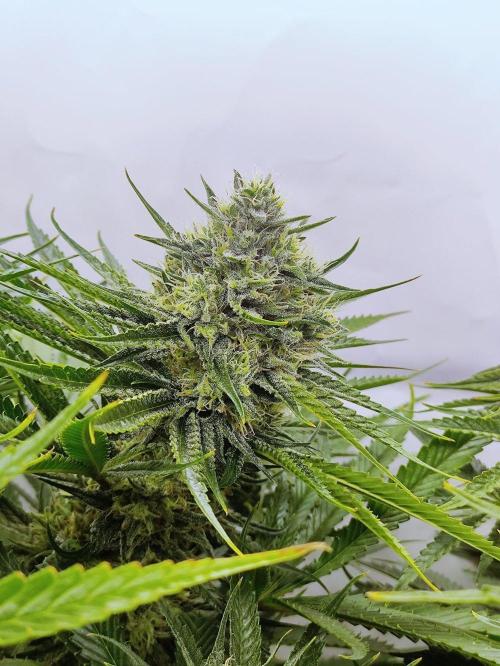 Seasone 2- Hella Jelly. Week 11