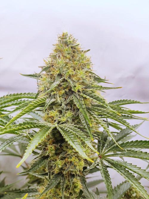 Seasone 2- Hella Jelly. Week 11