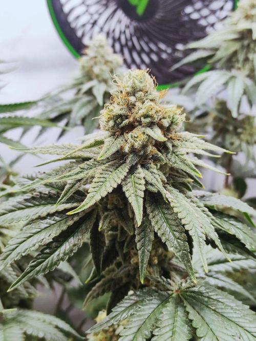 Seasone 2- Hella Jelly. Week 11