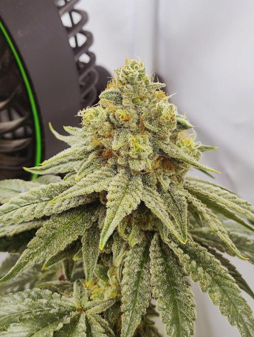 Seasone 2- Hella Jelly. Week 11