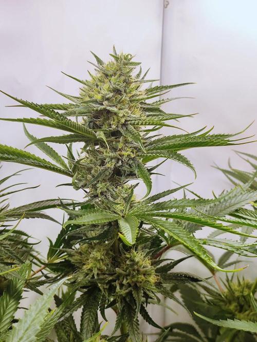 Seasone 2- Hella Jelly. Week 11
