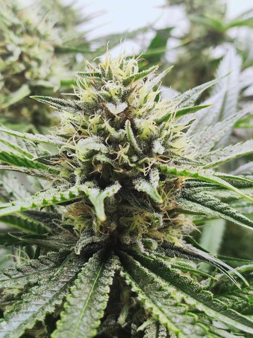 Seasone 2- Hella Jelly. Week 11