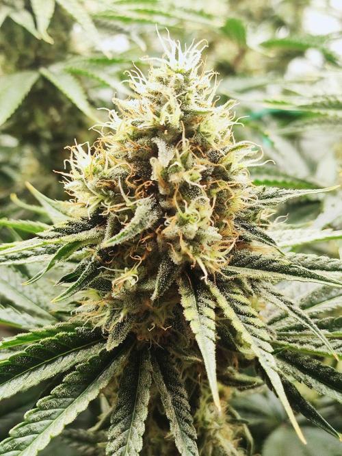Seasone 2- Hella Jelly. Week 11
