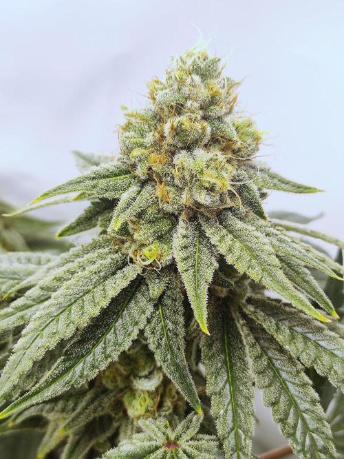 Seasone 2- Hella Jelly. Week 11