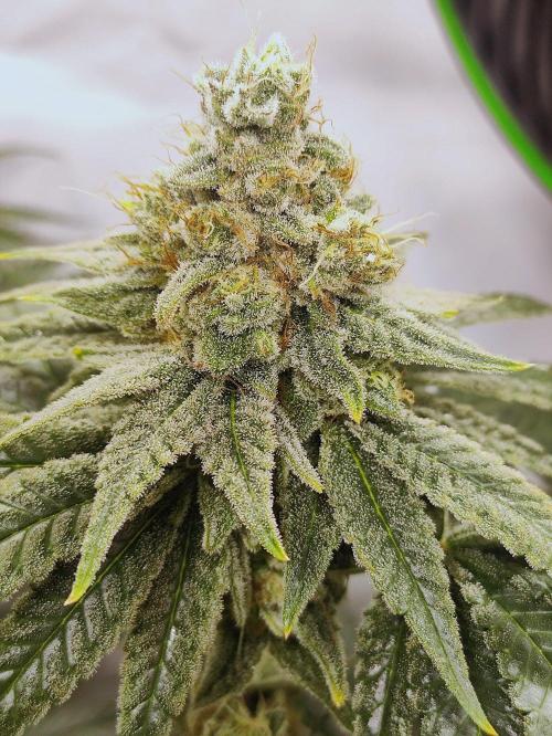 Seasone 2- Hella Jelly. Week 11