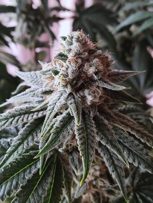 Seasone 2- Hella Jelly. Week 11