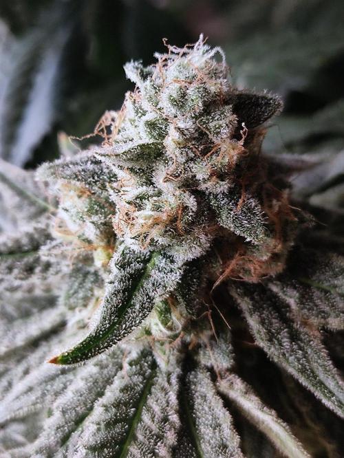 Seasone 2- Hella Jelly. Week 11