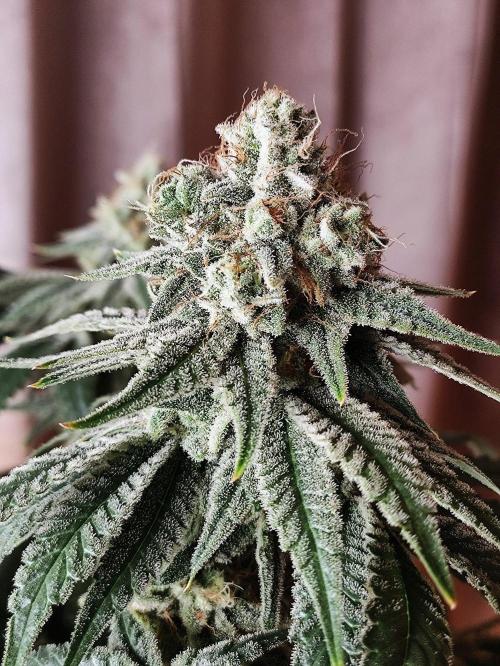 Seasone 2- Hella Jelly. Week 11
