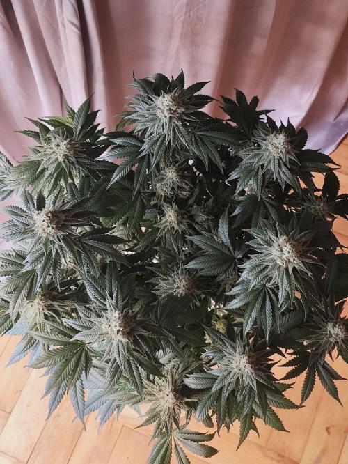 Seasone 2- Hella Jelly. Week 11
