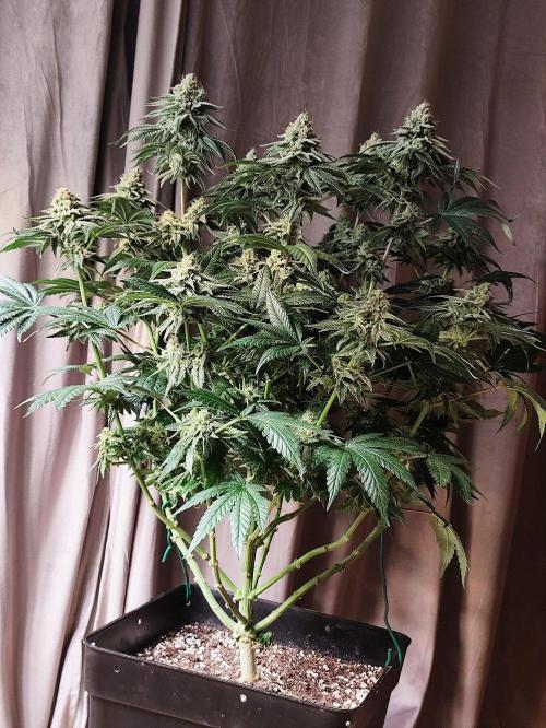 Seasone 2- Hella Jelly. Week 11