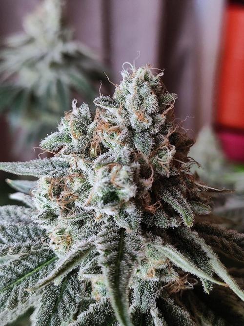 Seasone 2- Hella Jelly. Week 11