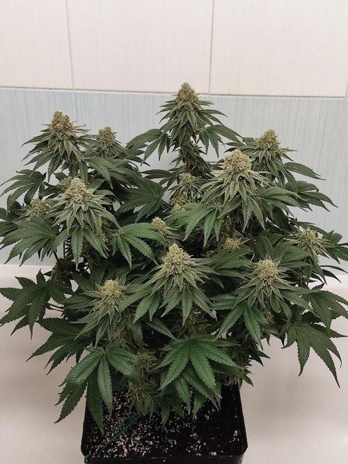 Seasone 2- Hella Jelly. Week 11