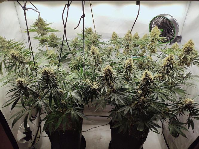 Seasone 2- Hella Jelly. Week 12
