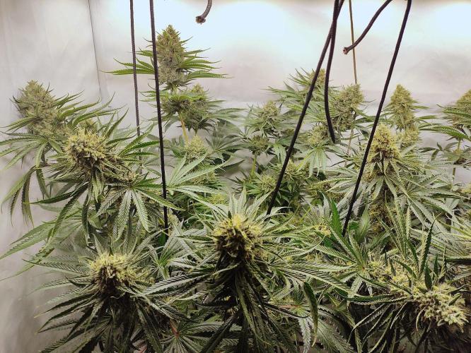 Seasone 2- Hella Jelly. Week 12