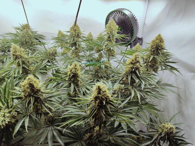 Seasone 2- Hella Jelly. Week 12