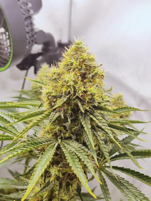 Seasone 2- Hella Jelly. Week 12