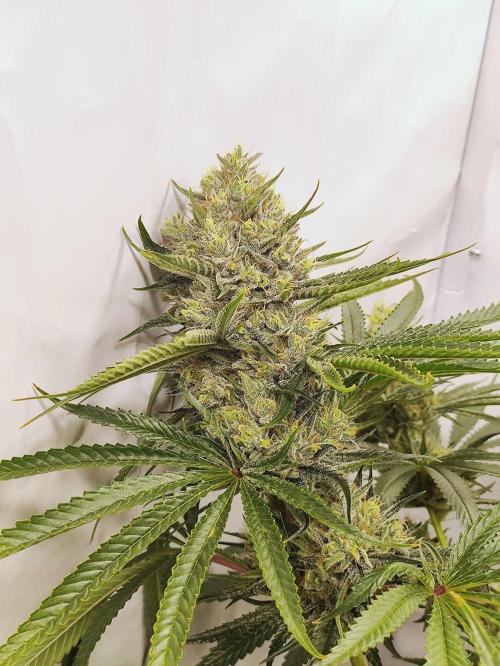 Seasone 2- Hella Jelly. Week 12
