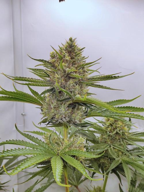 Seasone 2- Hella Jelly. Week 12