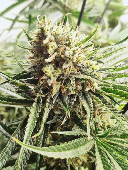 Seasone 2- Hella Jelly. Week 12