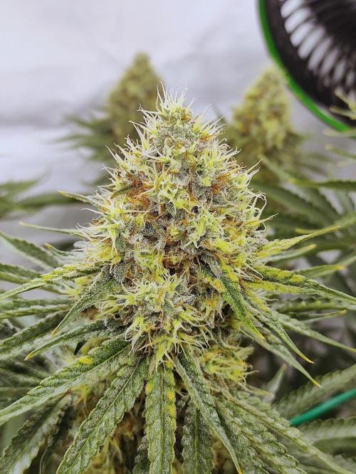 Seasone 2- Hella Jelly. Week 12