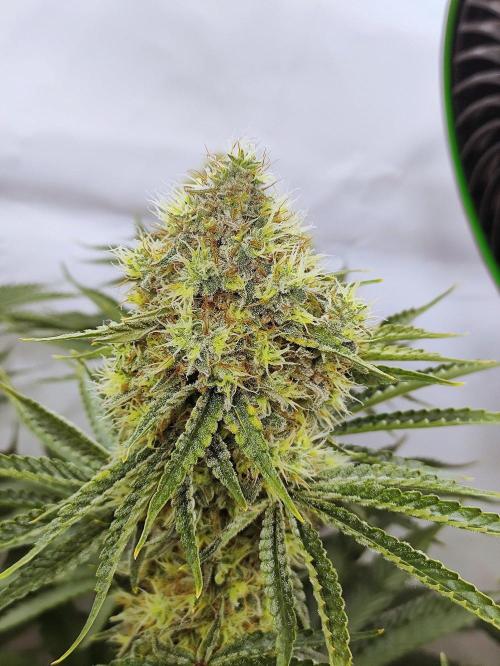 Seasone 2- Hella Jelly. Week 12