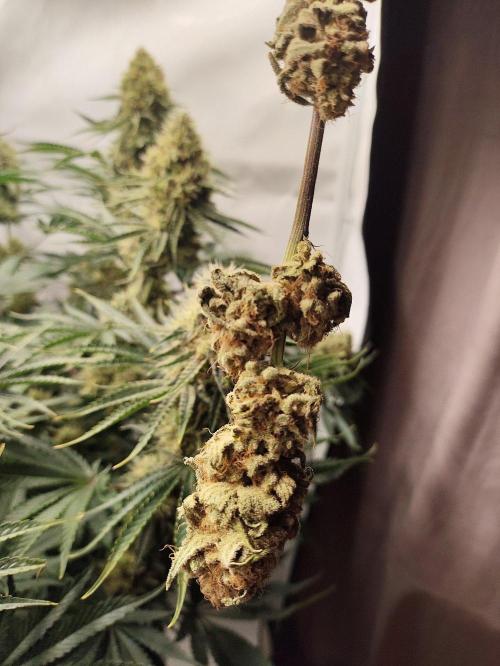 Seasone 2- Hella Jelly. Week 12