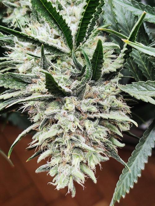 Seasone 2- Hella Jelly. Week 12