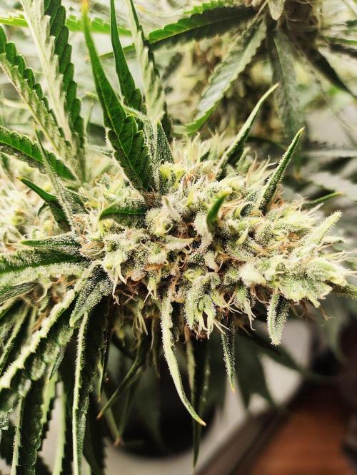 Seasone 2- Hella Jelly. Week 12