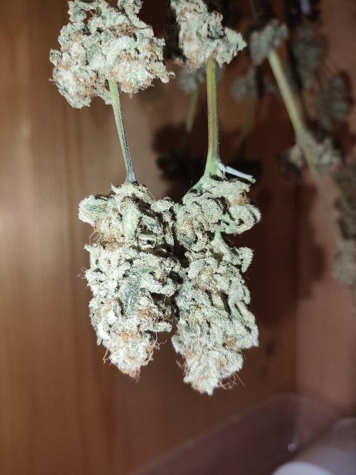 Seasone 2- Hella Jelly. Week 12