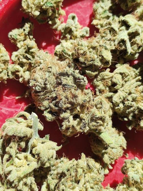 Seasone 2- Hella Jelly. Week 12