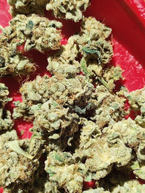 Seasone 2- Hella Jelly. Week 12