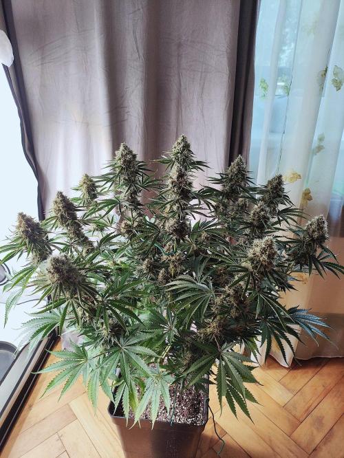 Seasone 2- Hella Jelly. Week 13