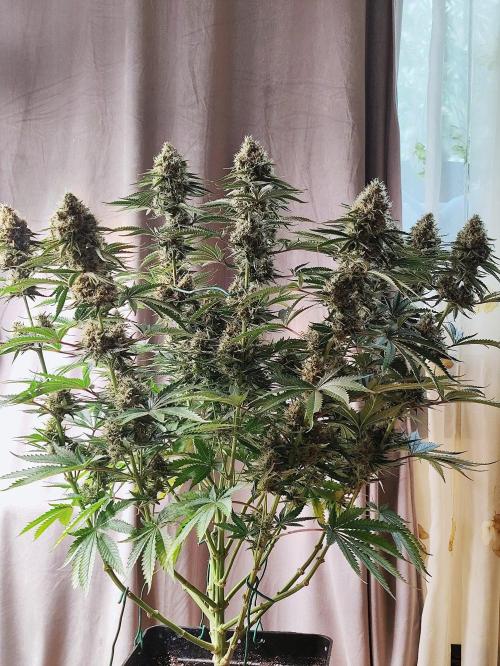 Seasone 2- Hella Jelly. Week 13