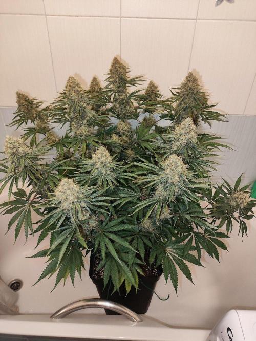 Seasone 2- Hella Jelly. Week 13
