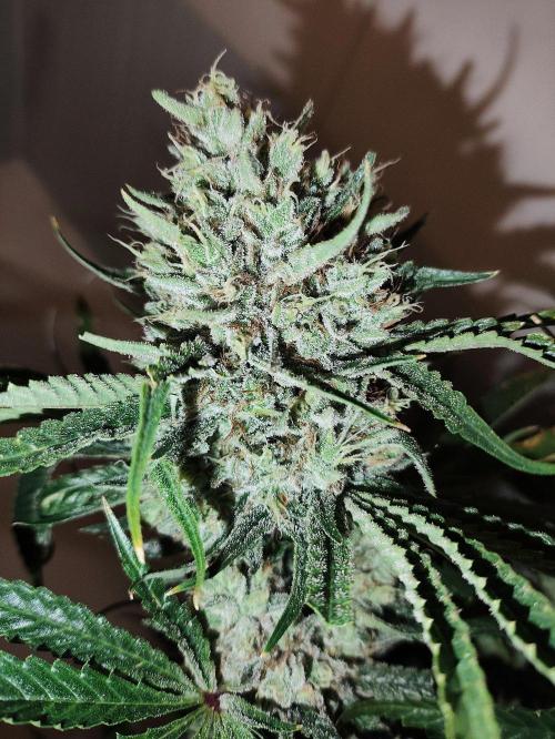 Seasone 2- Hella Jelly. Week 13