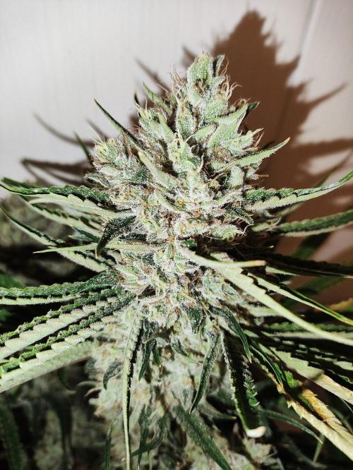 Seasone 2- Hella Jelly. Week 13